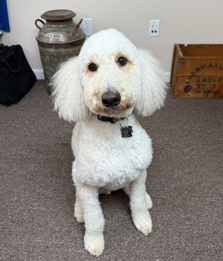 Buddy Buddy
